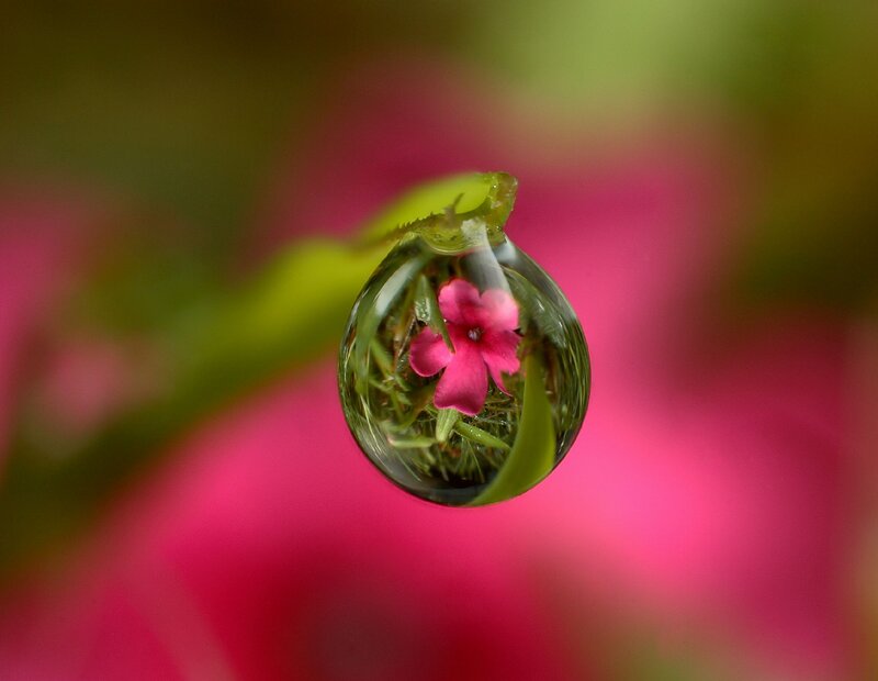Water Droplet on Flower — Pink, Serene