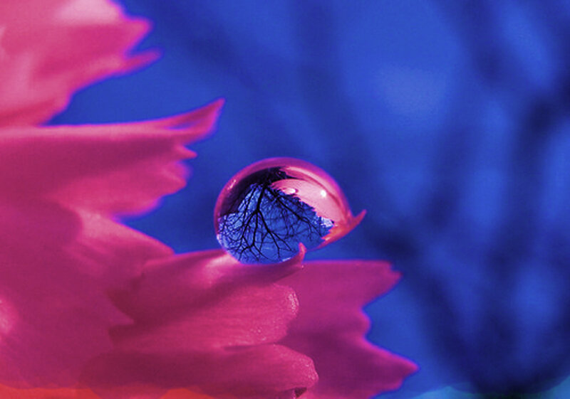 Water Droplet on Flower — Pink