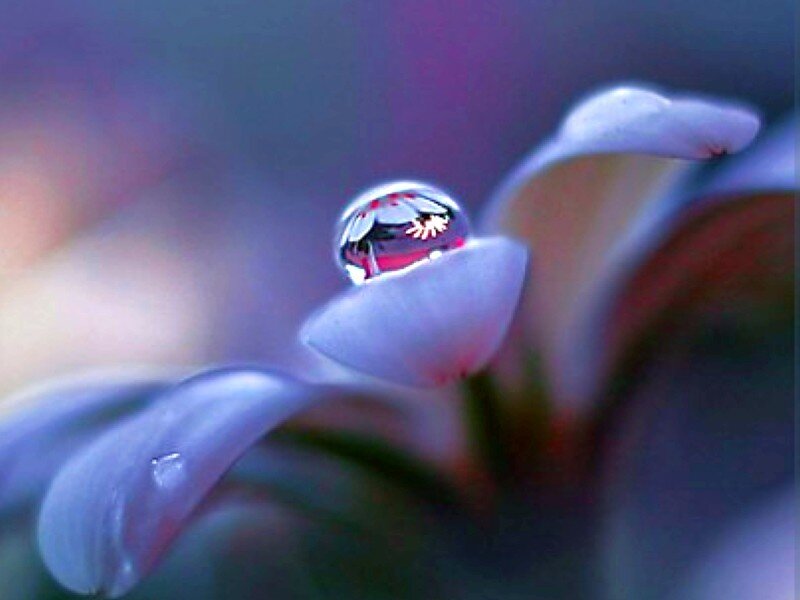 Water Droplet on Flower — Purple
