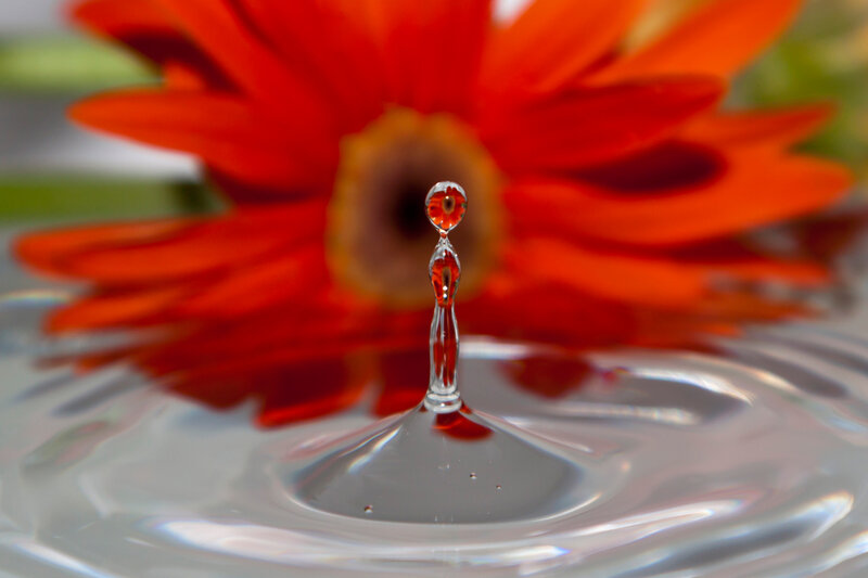 Water Droplet on Flower — Red, Calm
