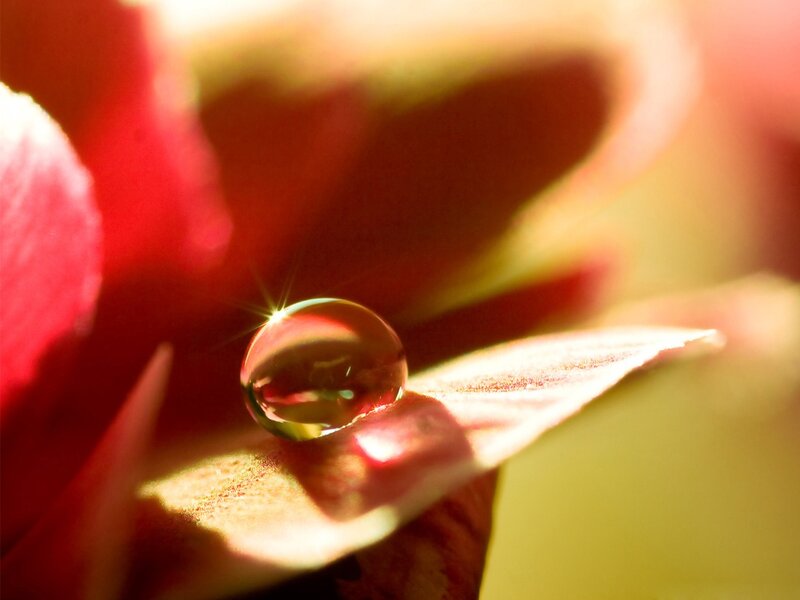 Water Droplet on Flower — Red, Serene