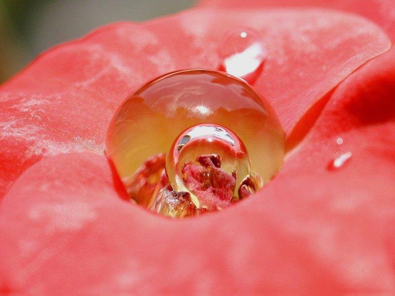 Water Droplet on Flower — Red