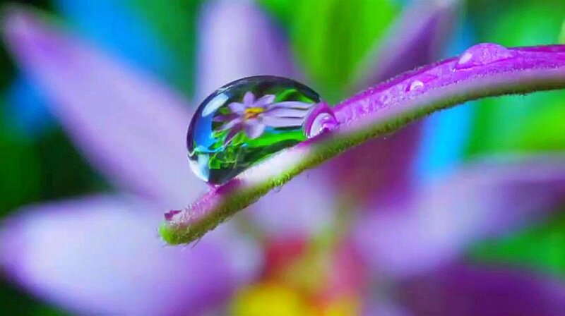 Water Droplet on Flower Stem