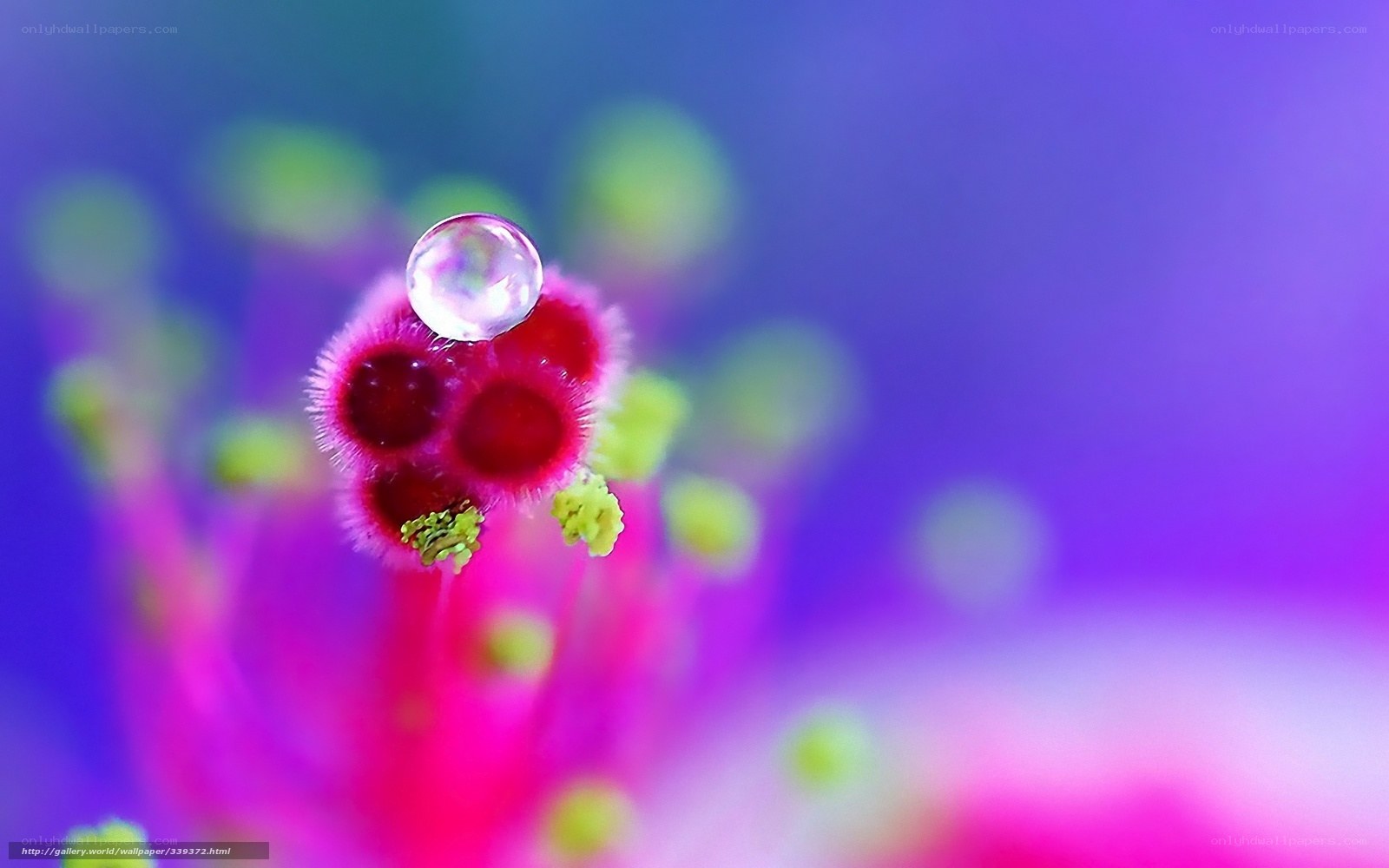 Water droplet on flower stigma