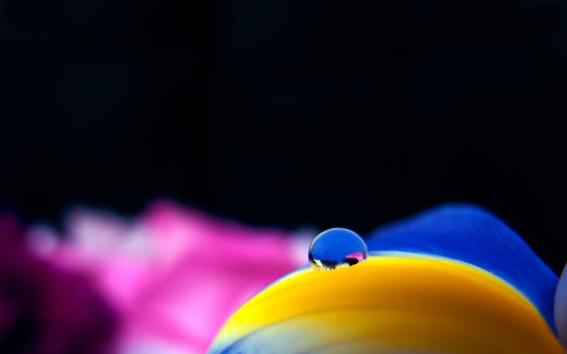 Water Droplet on Flower