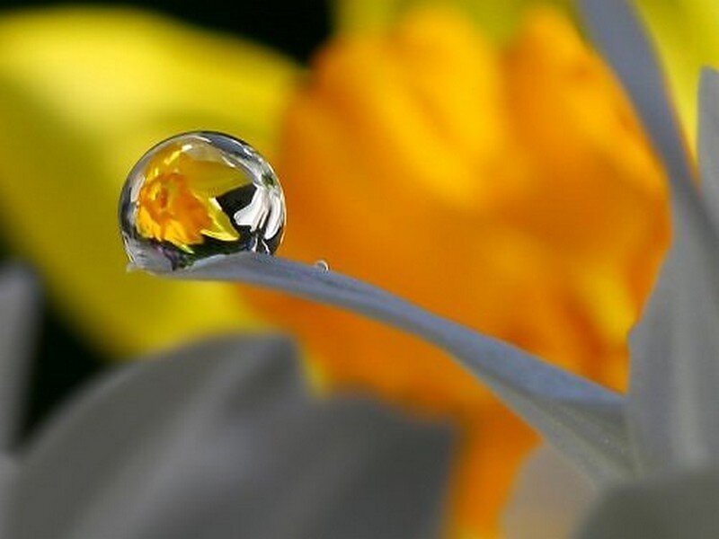 Water Droplet on Flower — Yellow, Calm