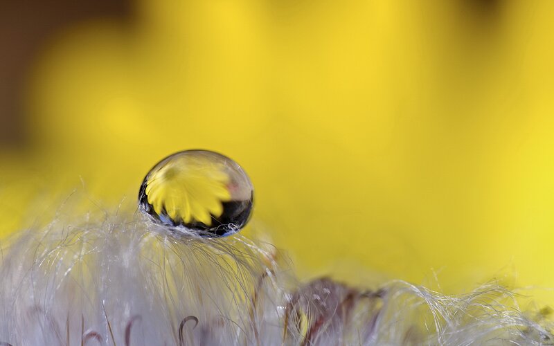 Water Droplet on Flower — Yellow, Serene, Photograph, Hairs