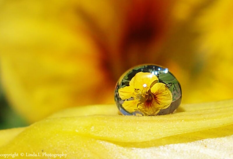 Water Droplet on Flower — Yellow, Serene