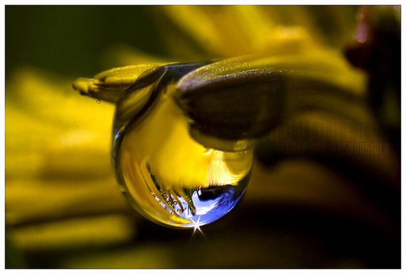 Water Droplet on Flower — Yellow