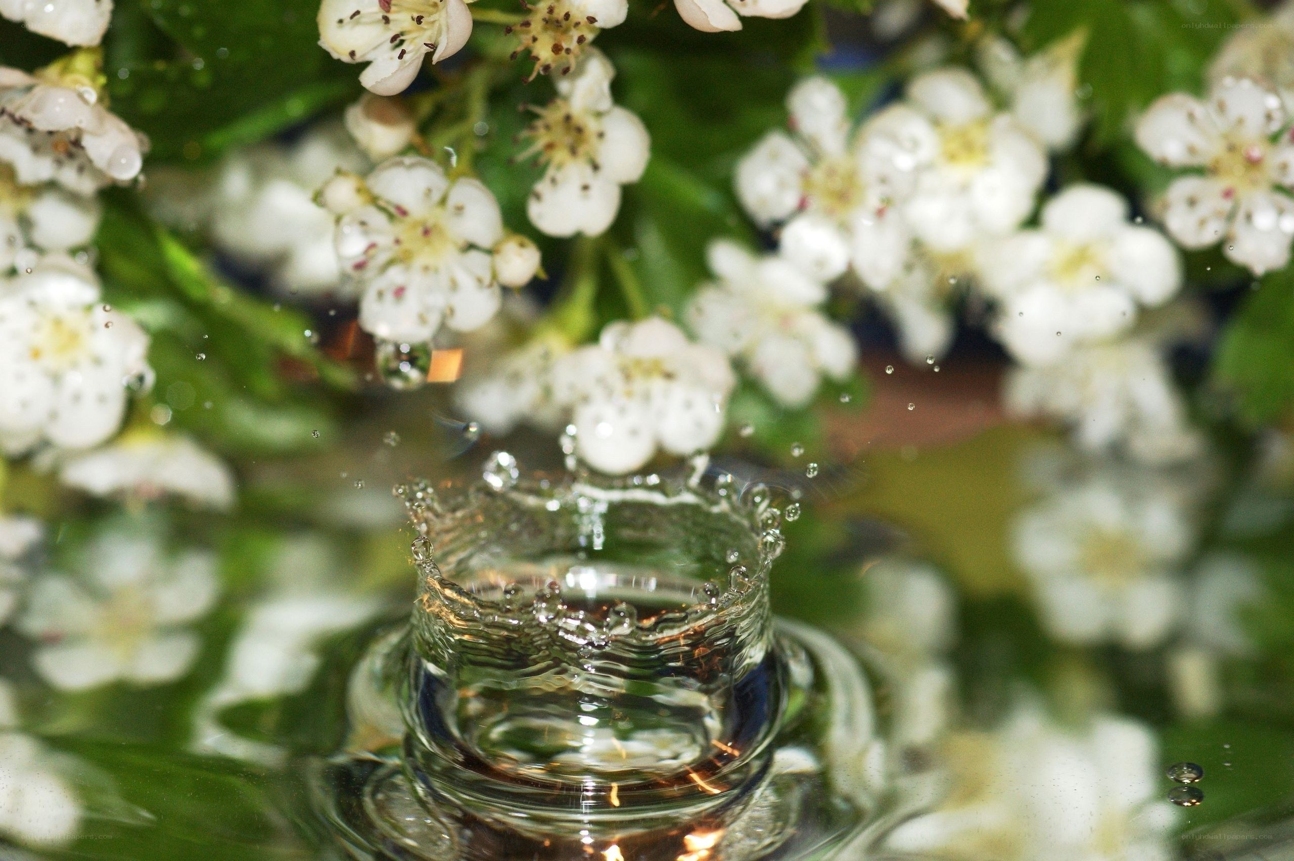 Water droplet on flowers