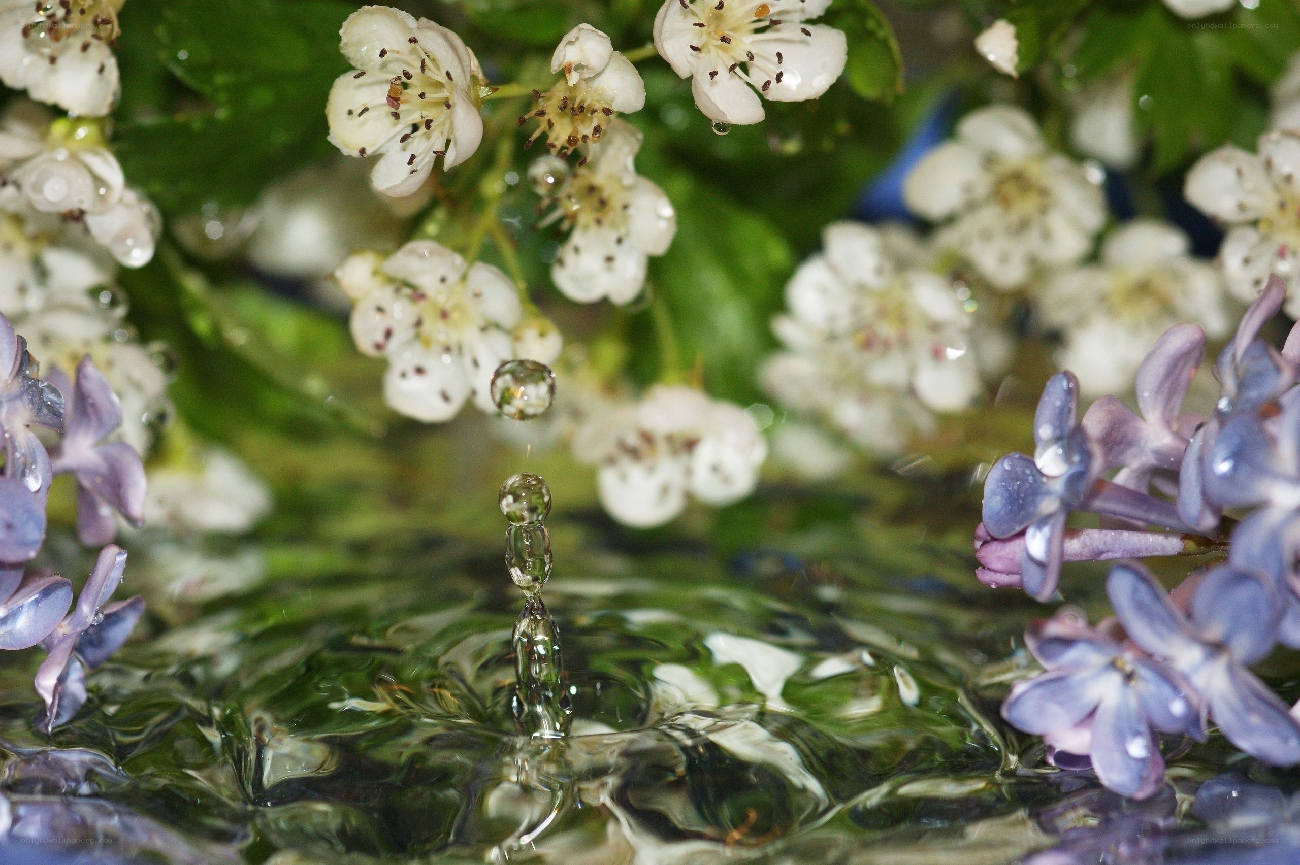 Water droplet on flowers
