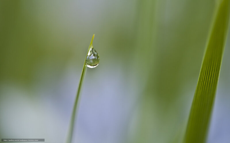 Water droplet on grass blade