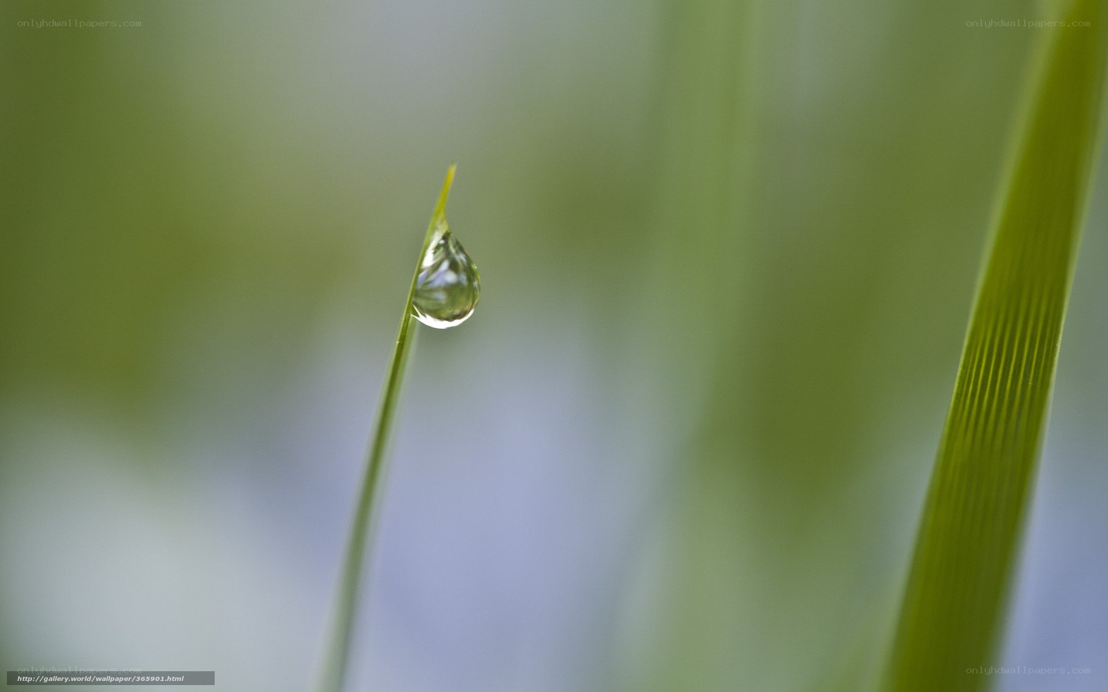 Water droplet on grass blade
