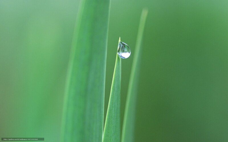 Water droplet on grass blade