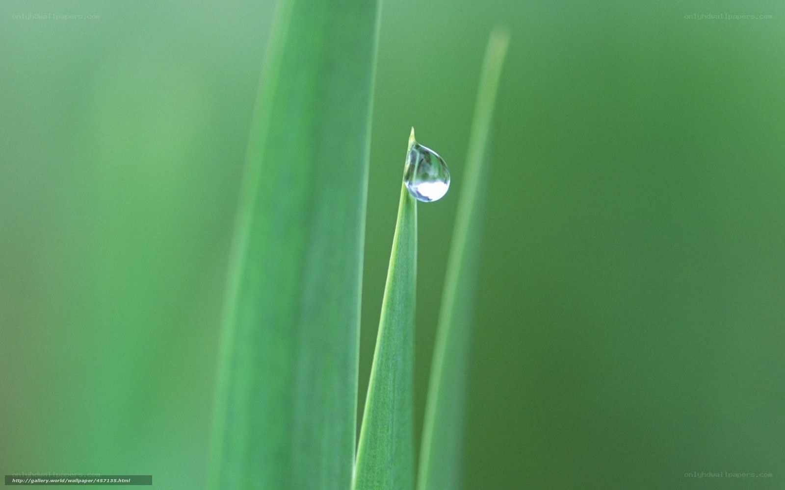 Water droplet on grass blade