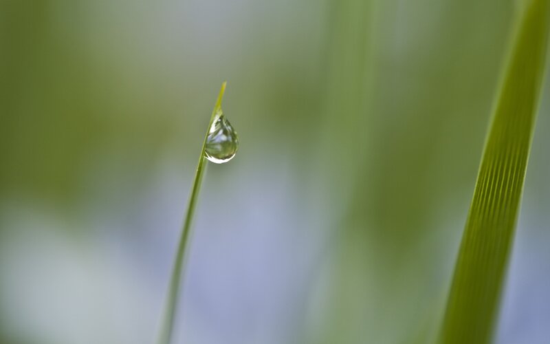 Water droplet on grass blade