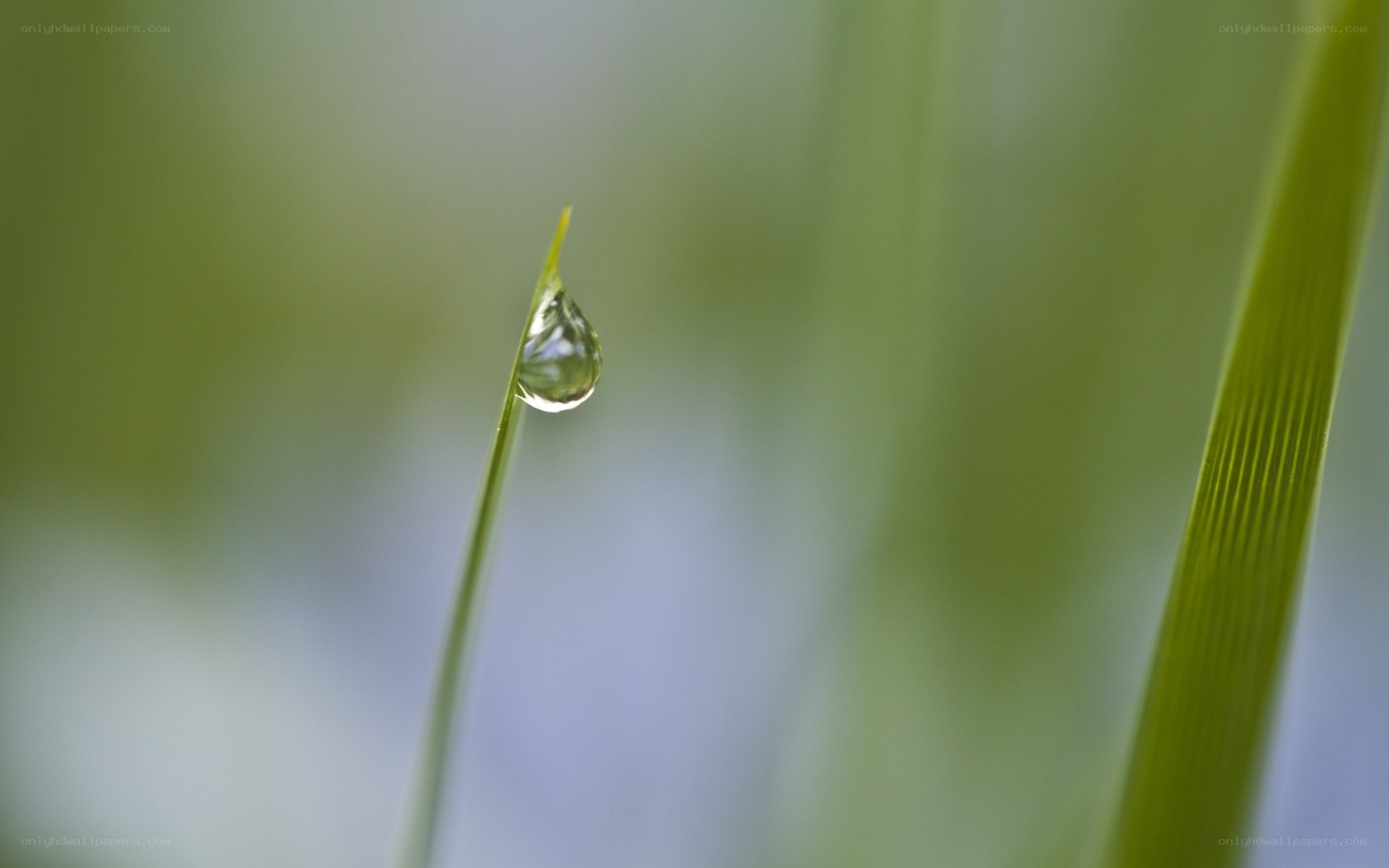 Water droplet on grass blade