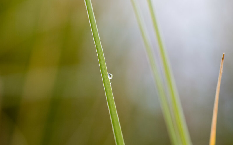 Water Droplet on Grass — Green, Serene, Morning, Photograph, Blurred Background