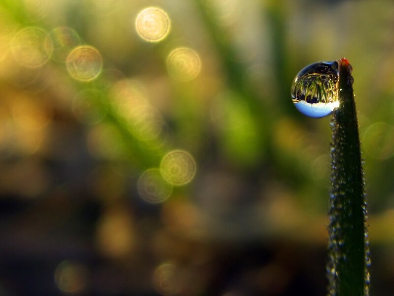 Water Droplet on Grass — Green, Serene, Morning, Photograph, Dew