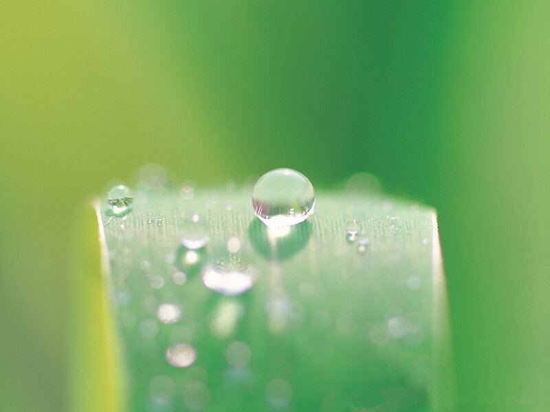 Water Droplet on Grass — Green, Serene, Morning, Photograph, Droplets, White
