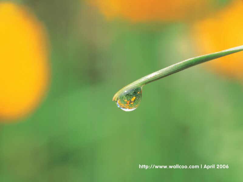 Water Droplet on Grass — Green, Serene, Morning, Photograph, Flower