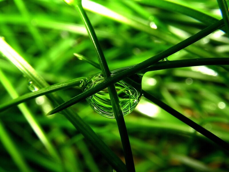 Water Droplet on Grass — Green, Serene, Morning, Photograph, Light