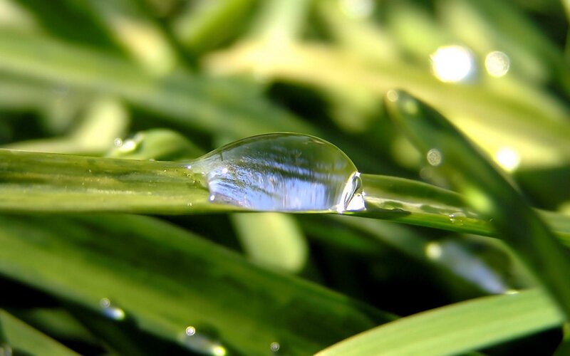 Water Droplet on Grass — Green, Serene, Morning, Photograph, Sunlight, Blue