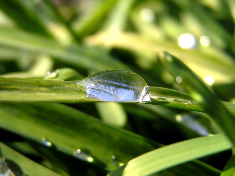 Water Droplet on Grass — Green, Serene, Morning, Photograph, Sunlight, Blue, White