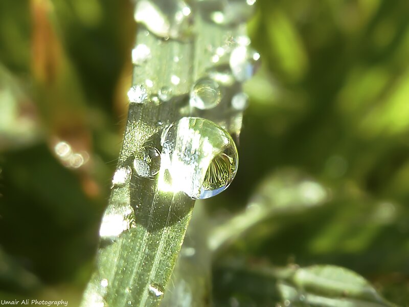 Water Droplet on Grass — Green, Serene, Morning, Photograph, Sunlight, White