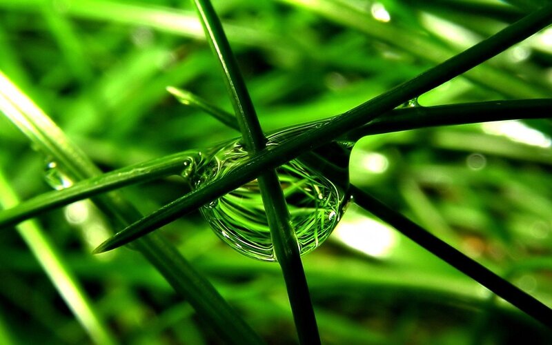 Water Droplet on Grass — Green