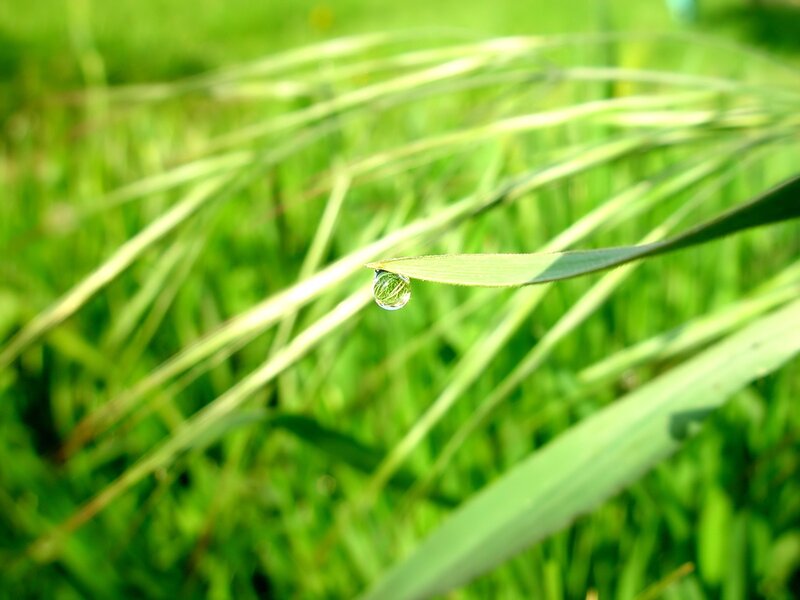 Water Droplet on Grass — Photograph, White