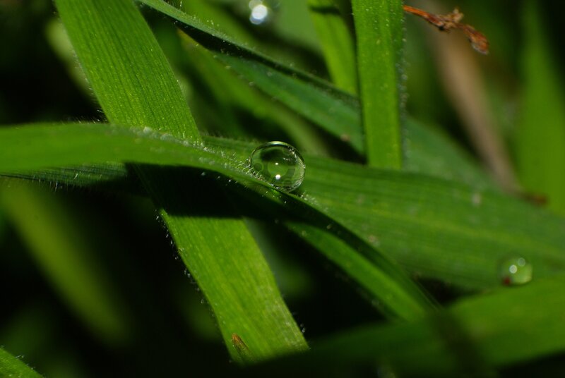 Water Droplet on Grass