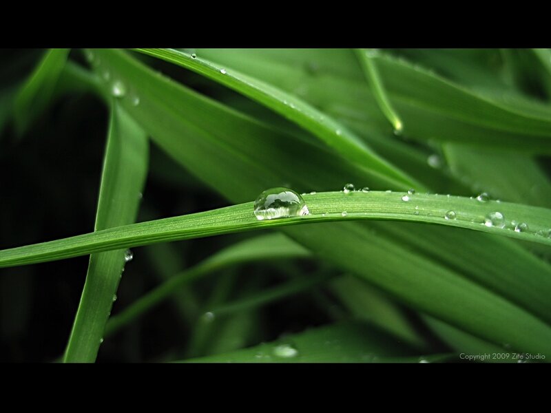 Water droplet on green grass