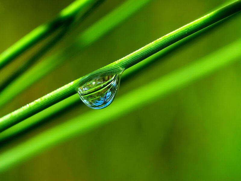 Water droplet on green grass