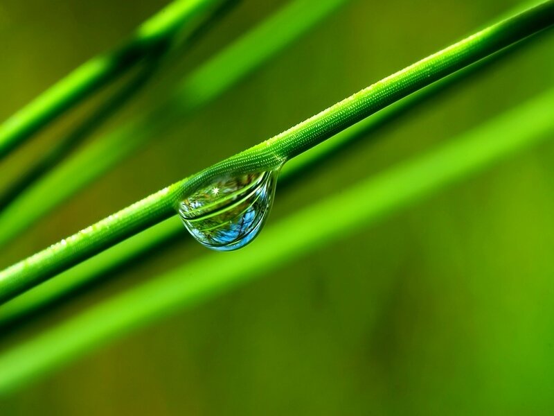 Water droplet on green grass