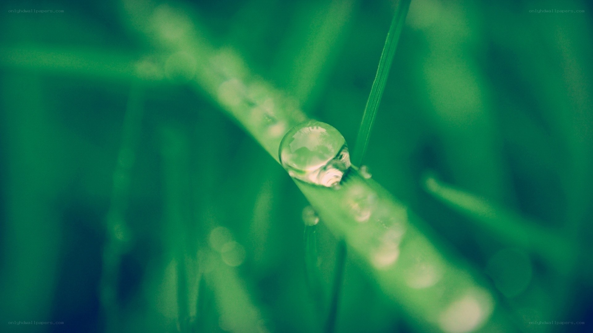 Water droplet on green grass