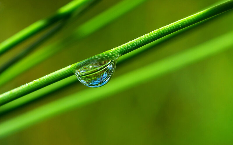 Water droplet on green grass