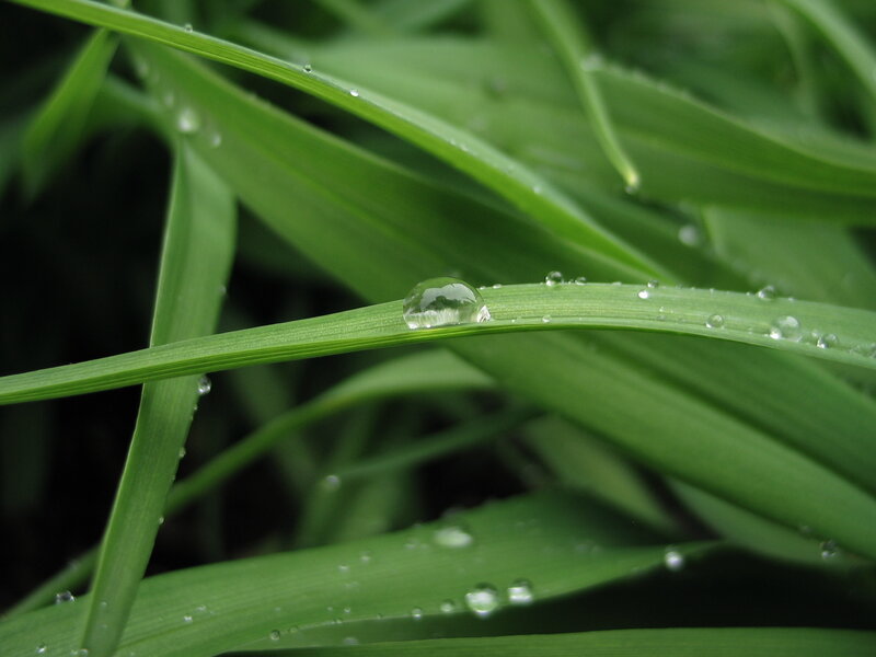 Water droplet on green grass
