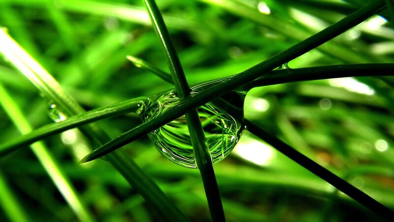 Water droplet on green grass