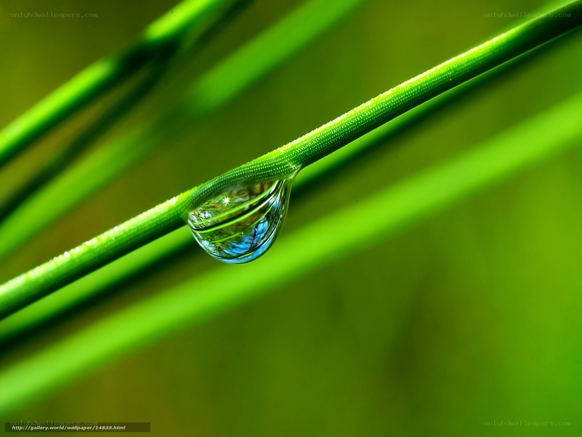 Water droplet on green grass