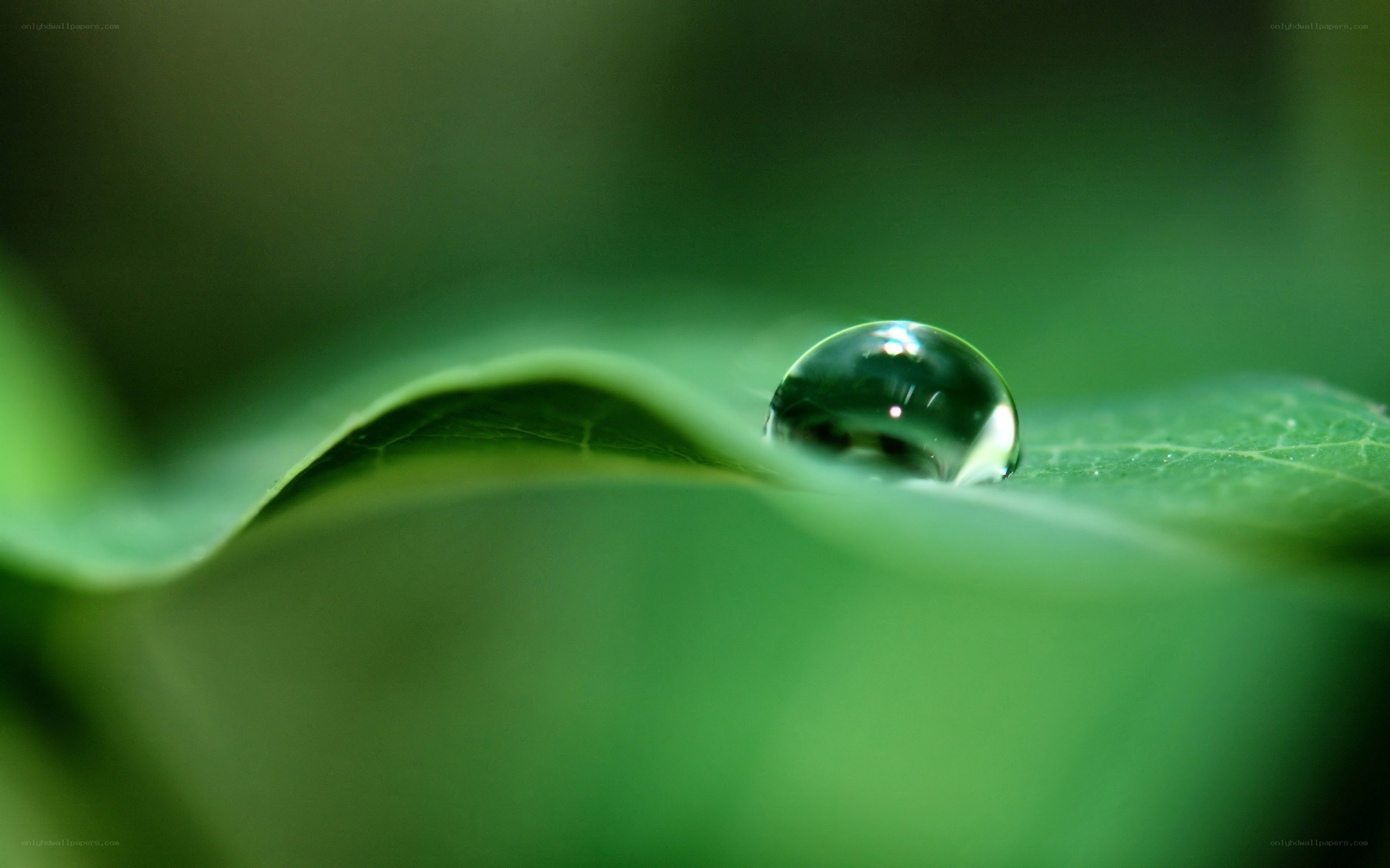 Water droplet on green leaf