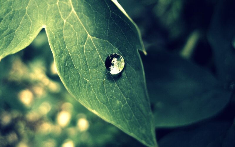Water droplet on green leaf