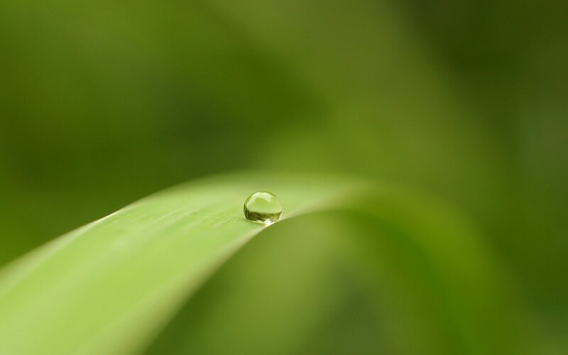 Water droplet on green leaf