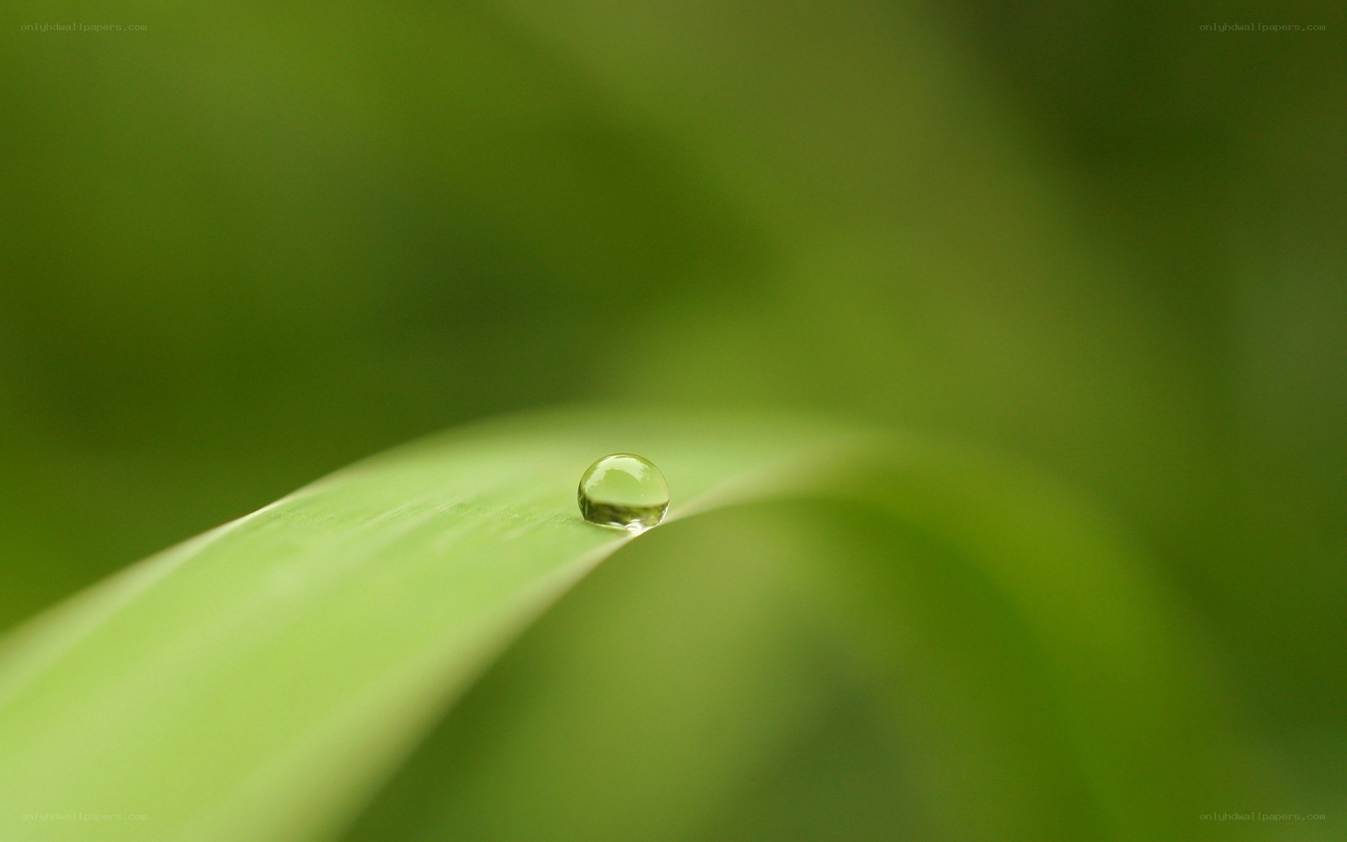 Water droplet on green leaf