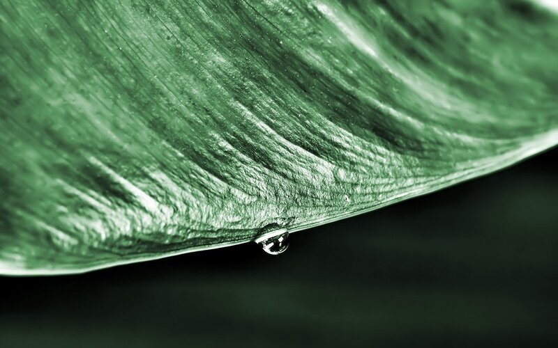 Water droplet on green leaf