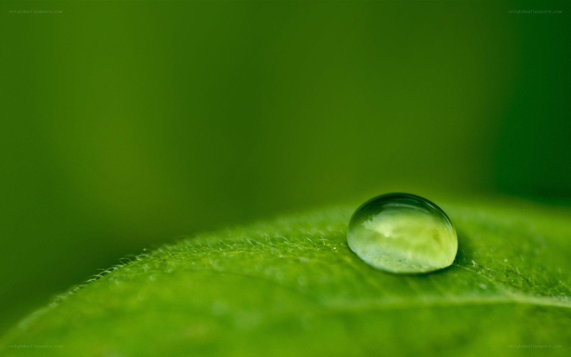 Water droplet on green leaf