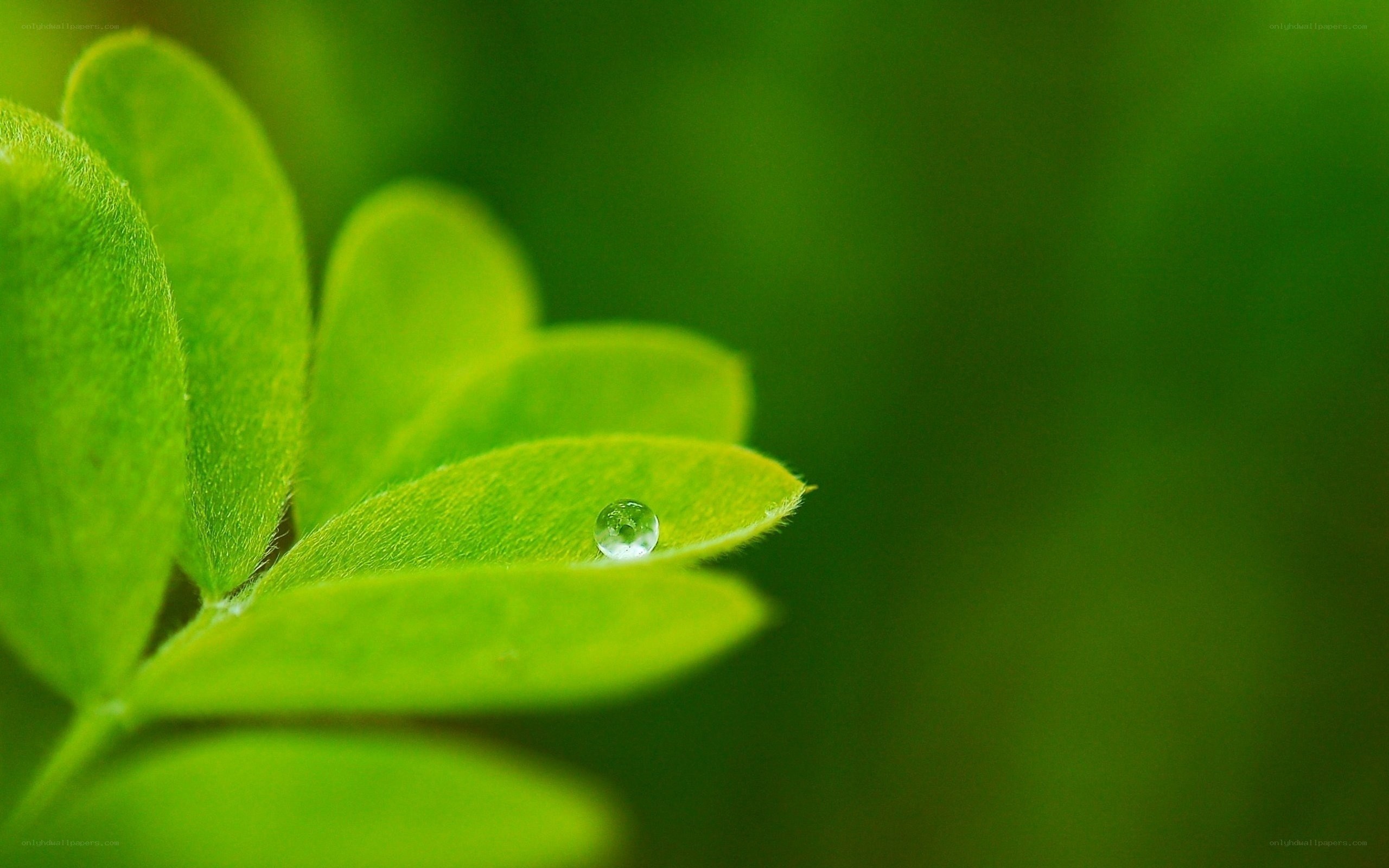 Water droplet on green leaf