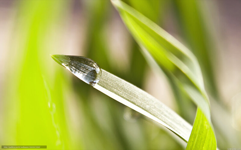 Water droplet on green leaf