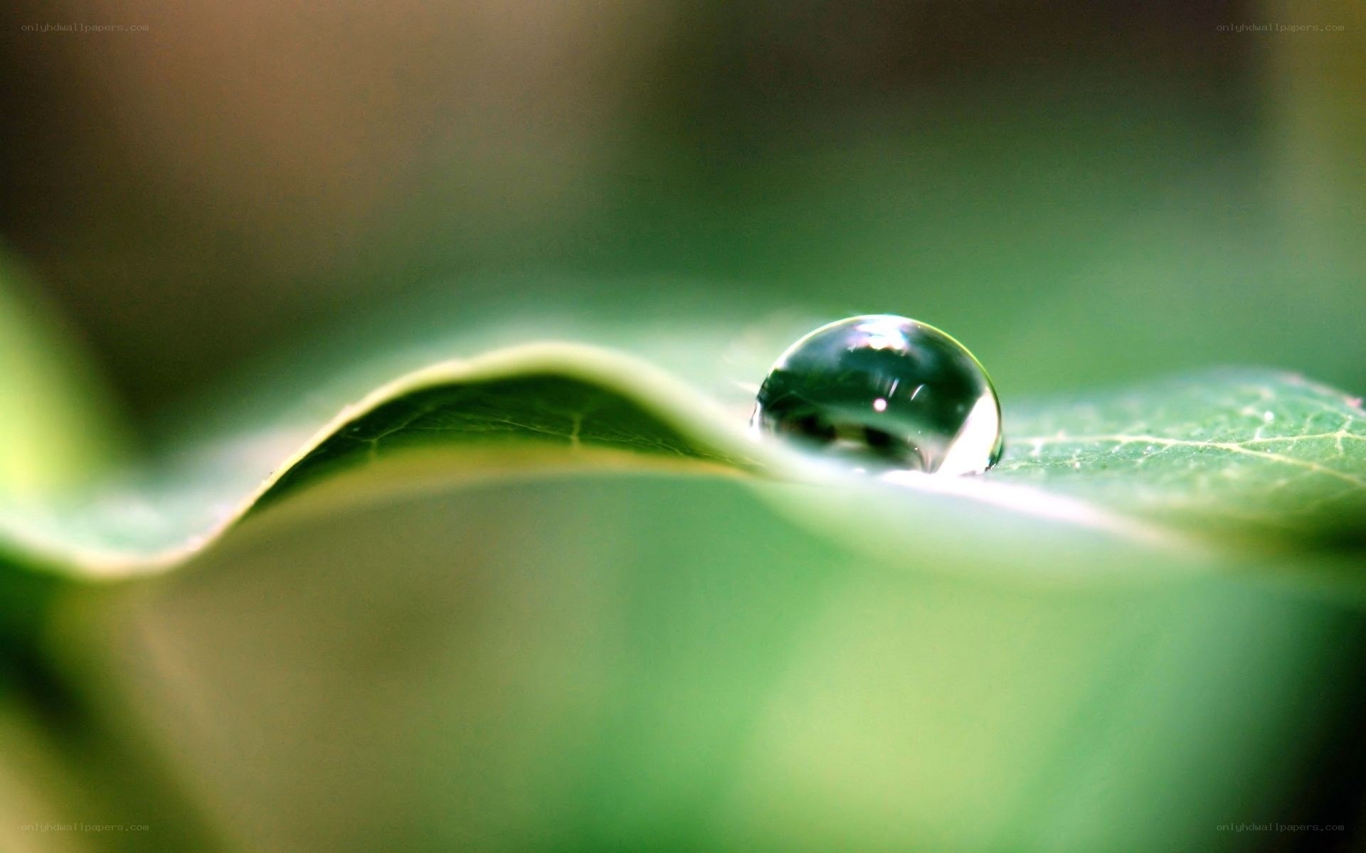 Water droplet on green leaf