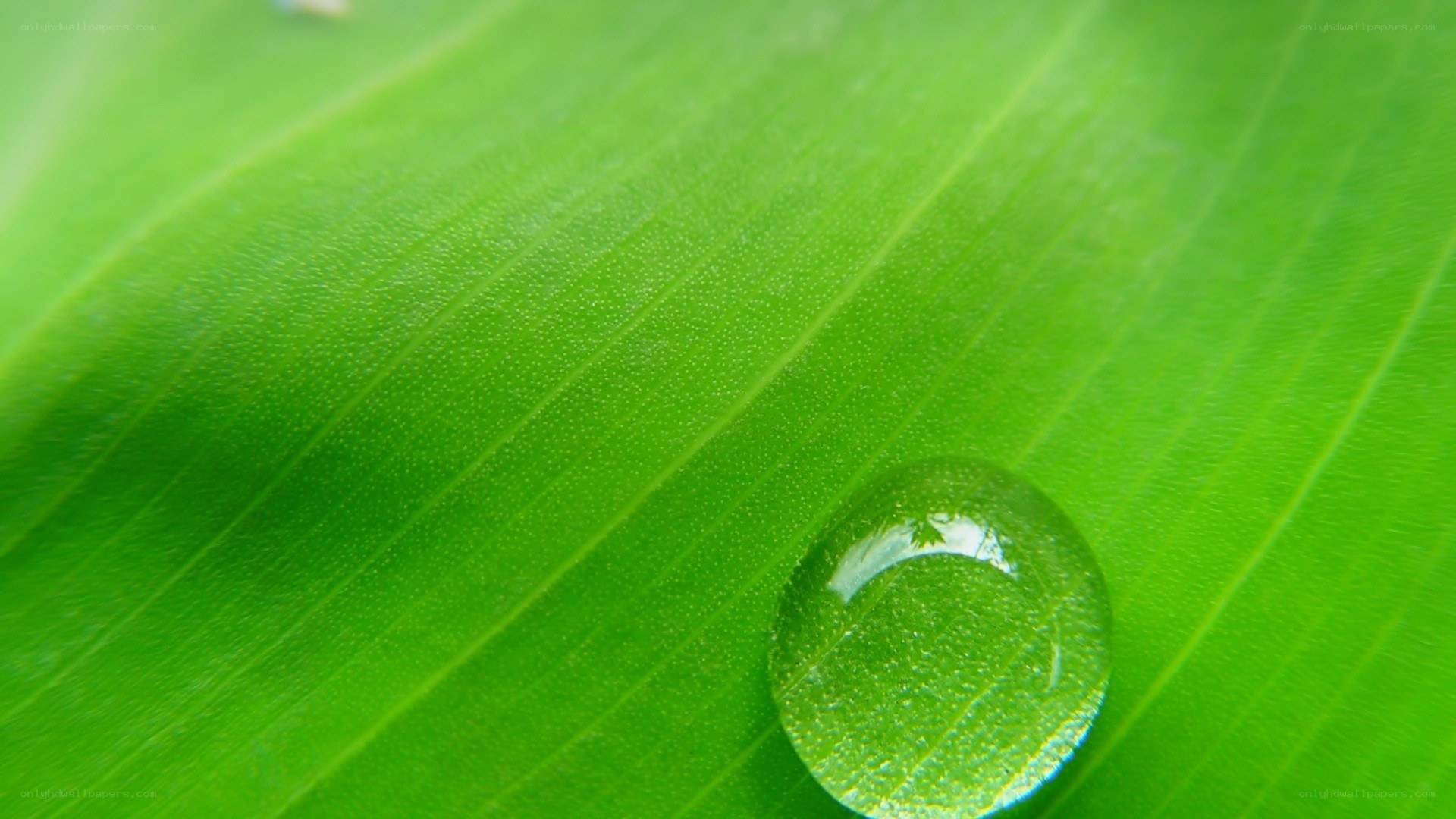 Water droplet on green leaf